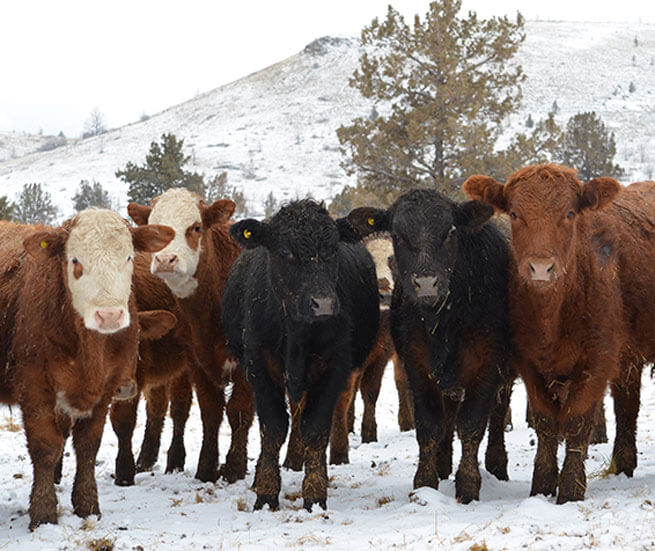 Herd of Beef cattle