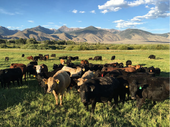 Image of beef cattle